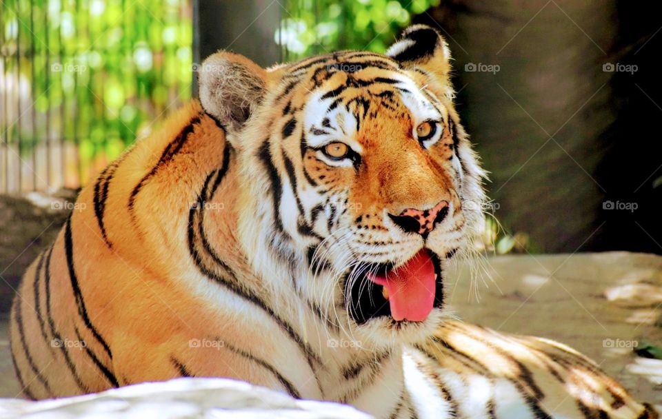 Tiger's Yawn