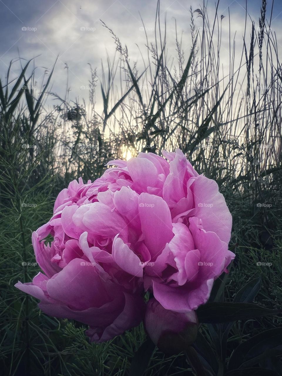 Peony