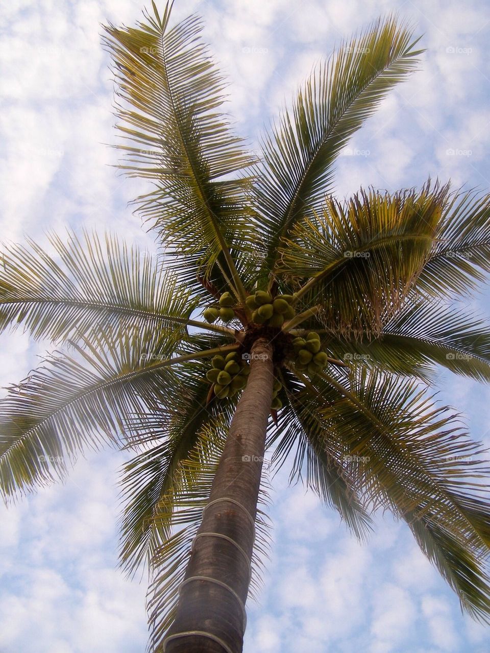 Palm Tree
