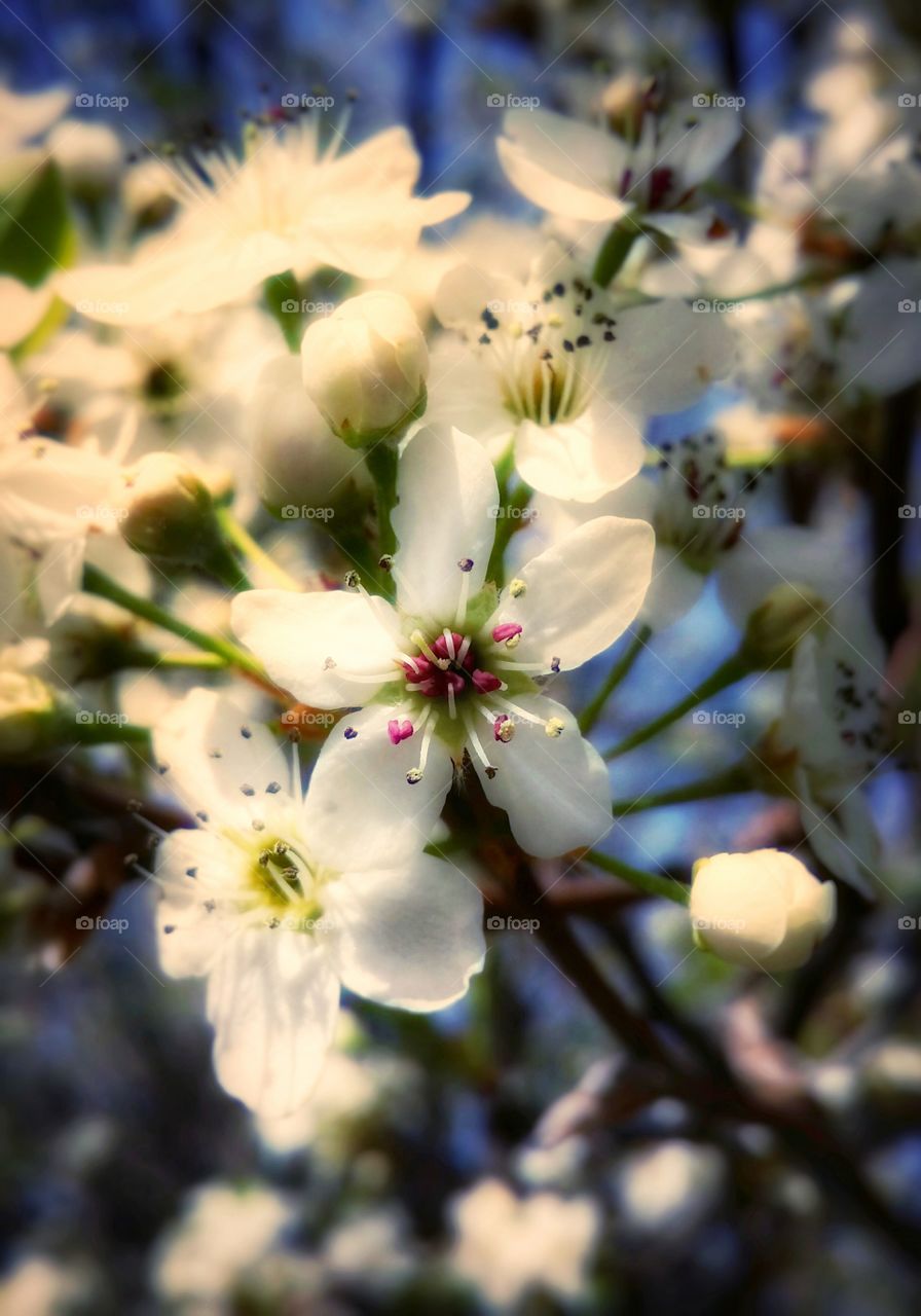 Blossoms