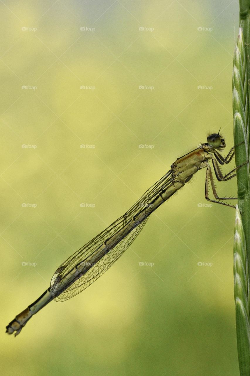 Dragonfly sitting on blade of grass 