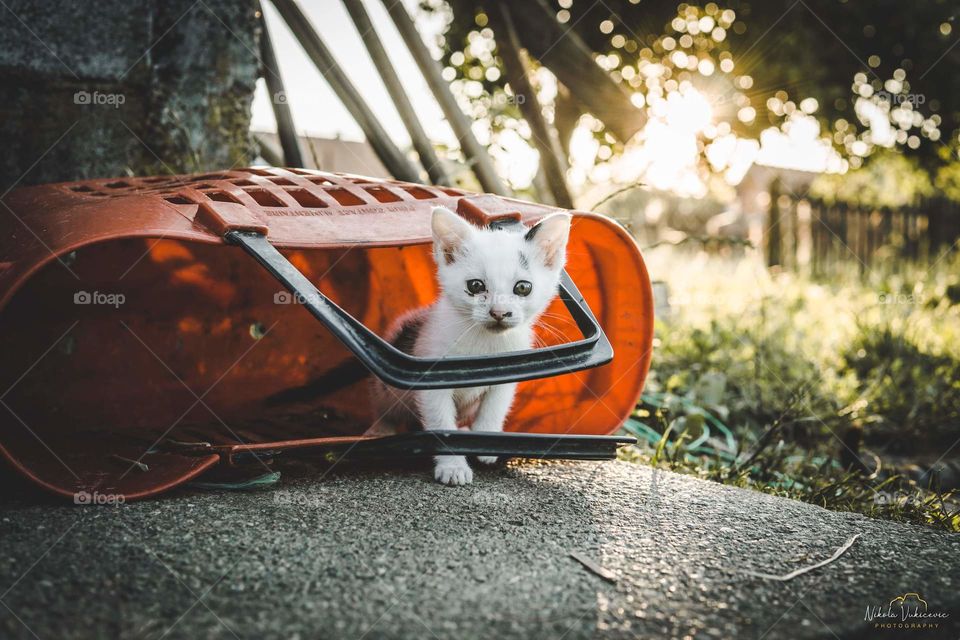 Cat in the bag