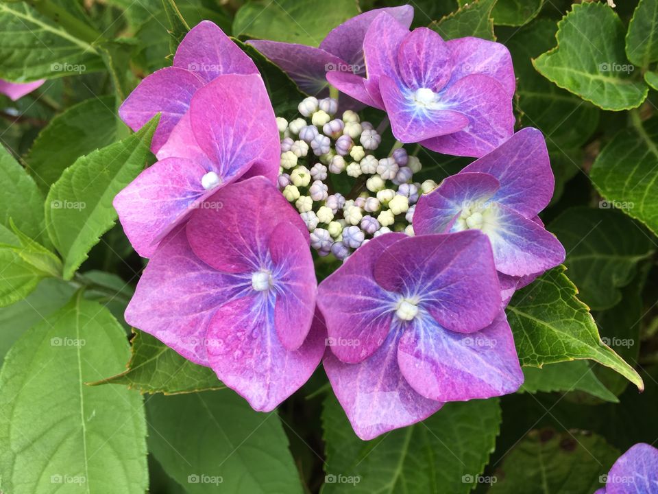 Purple hydrangea