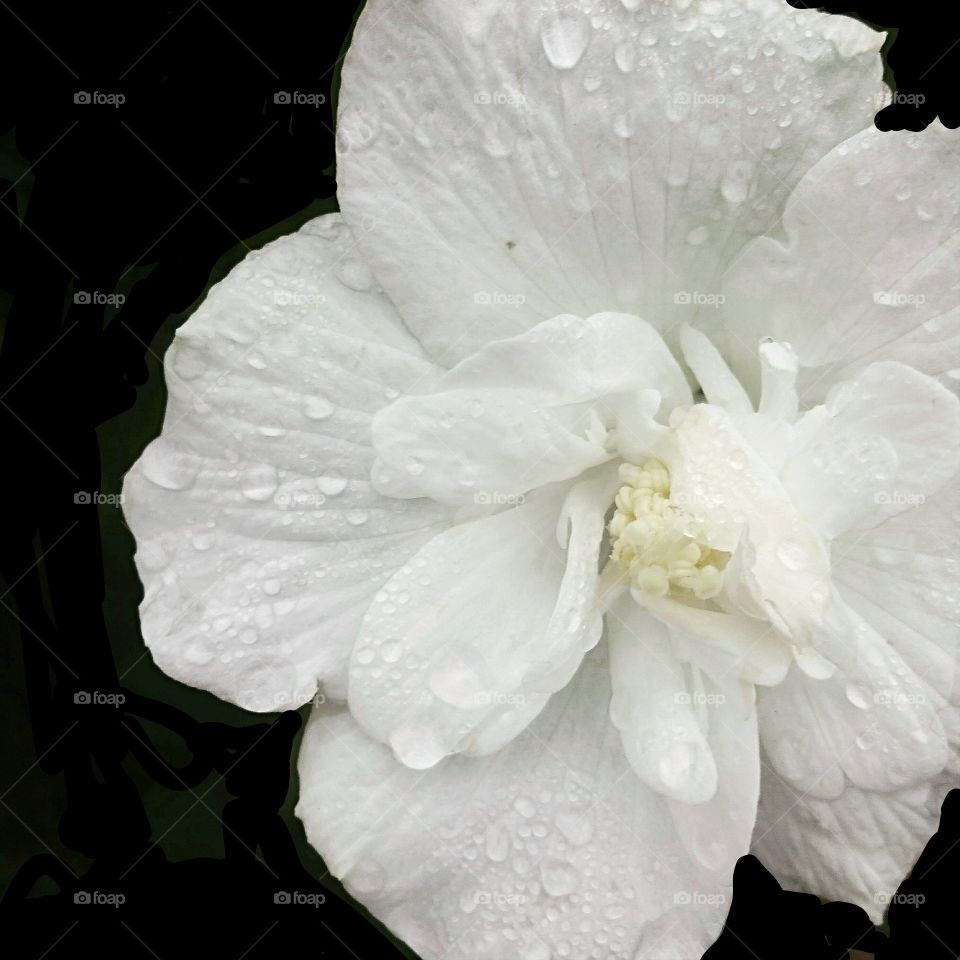 White Flower with rain drops