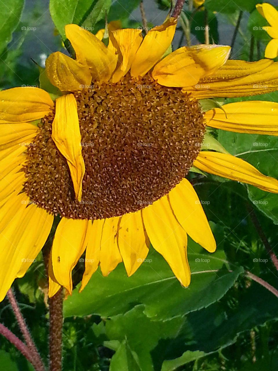 Sad Sunflower