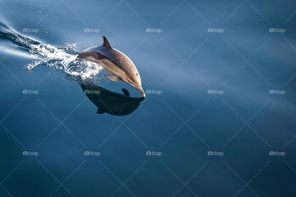 Beautiful dolphin