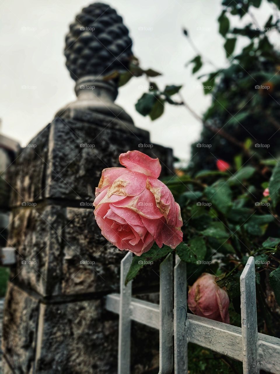 Pink rose in raining autumn day close up.