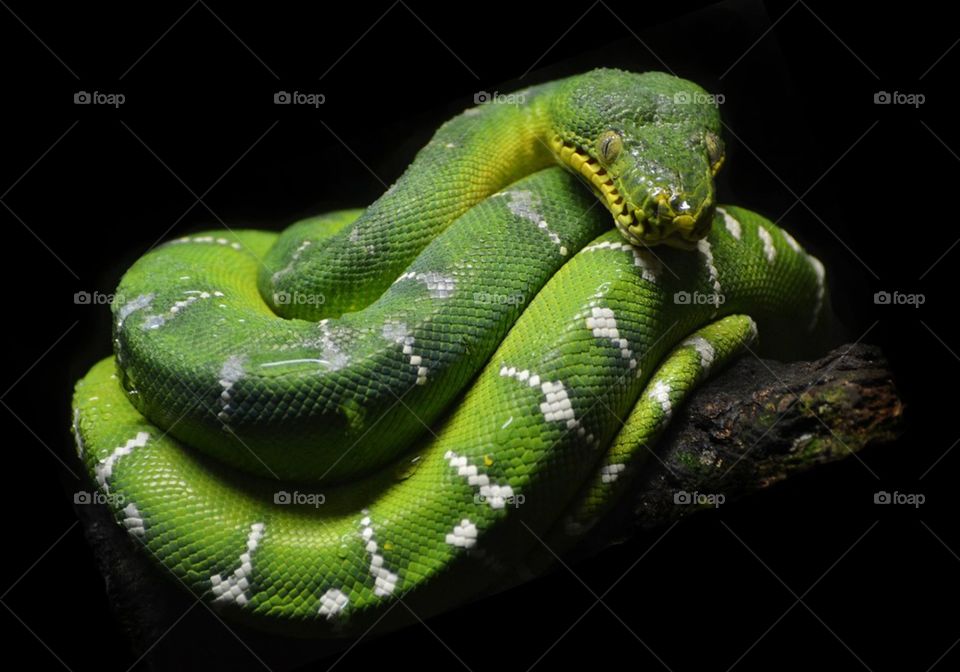 Green Tree Python