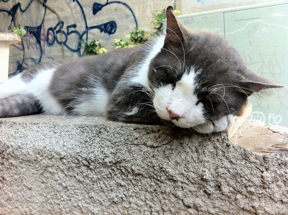 cat mammals animals by roni_v