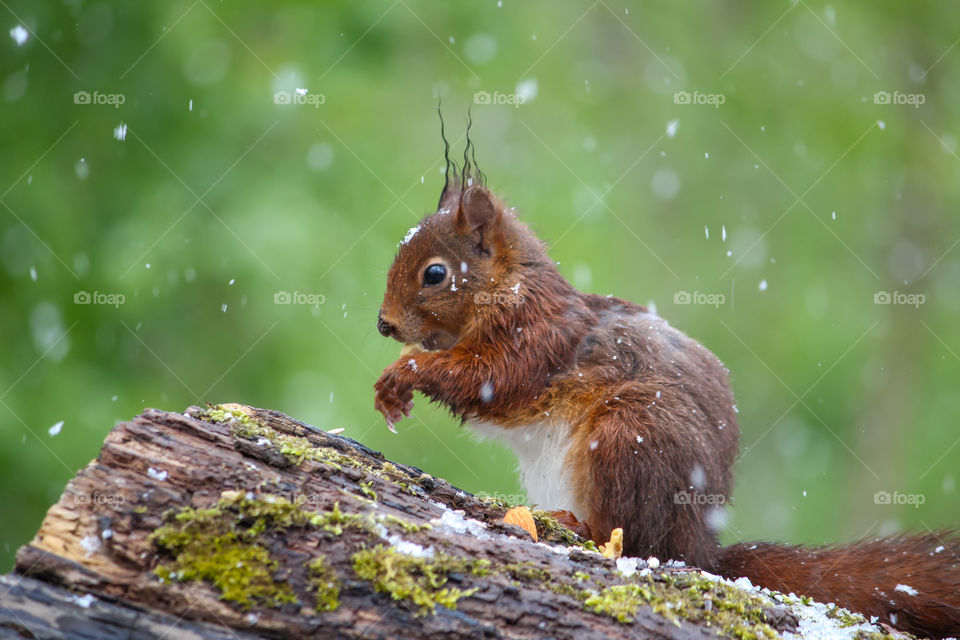 Squirrel under snowy April