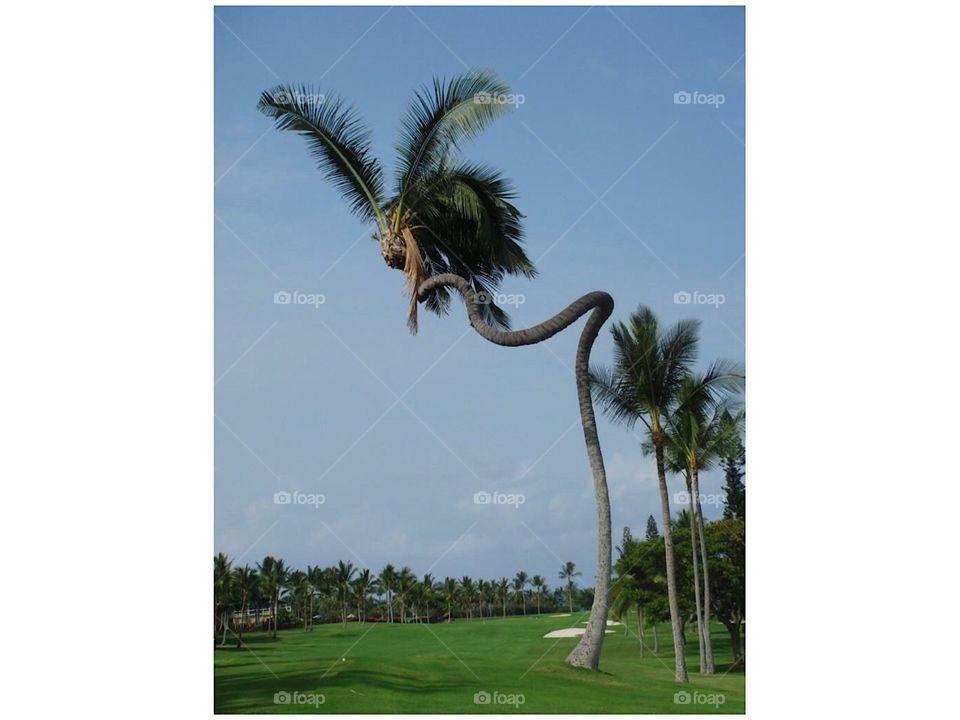 Coconut tree in Hawaii 