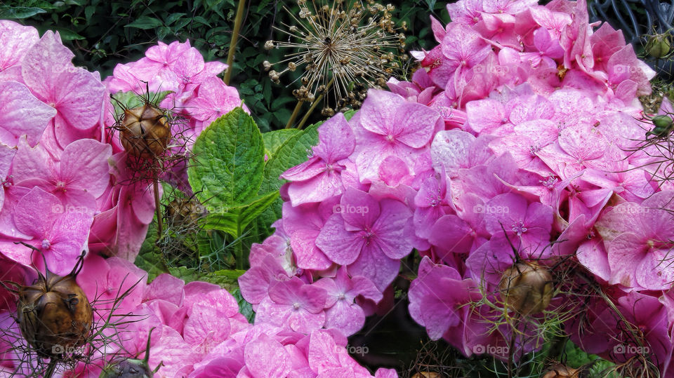 flowers garden plants pink by chris7ben