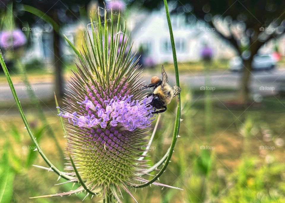 Bee collecting and pollinating on a Teasel 