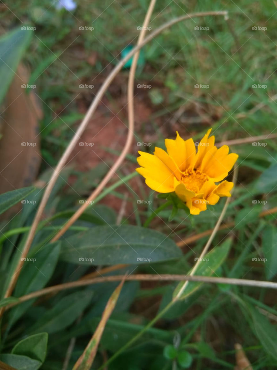 Flowers I. my home garden