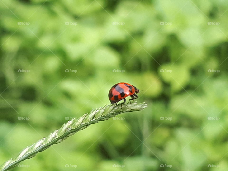 Ladybug on the top of grass
