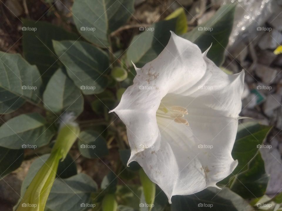 the Datura Flower white in colour looks very beautiful generally found everywhere fresh seasonal