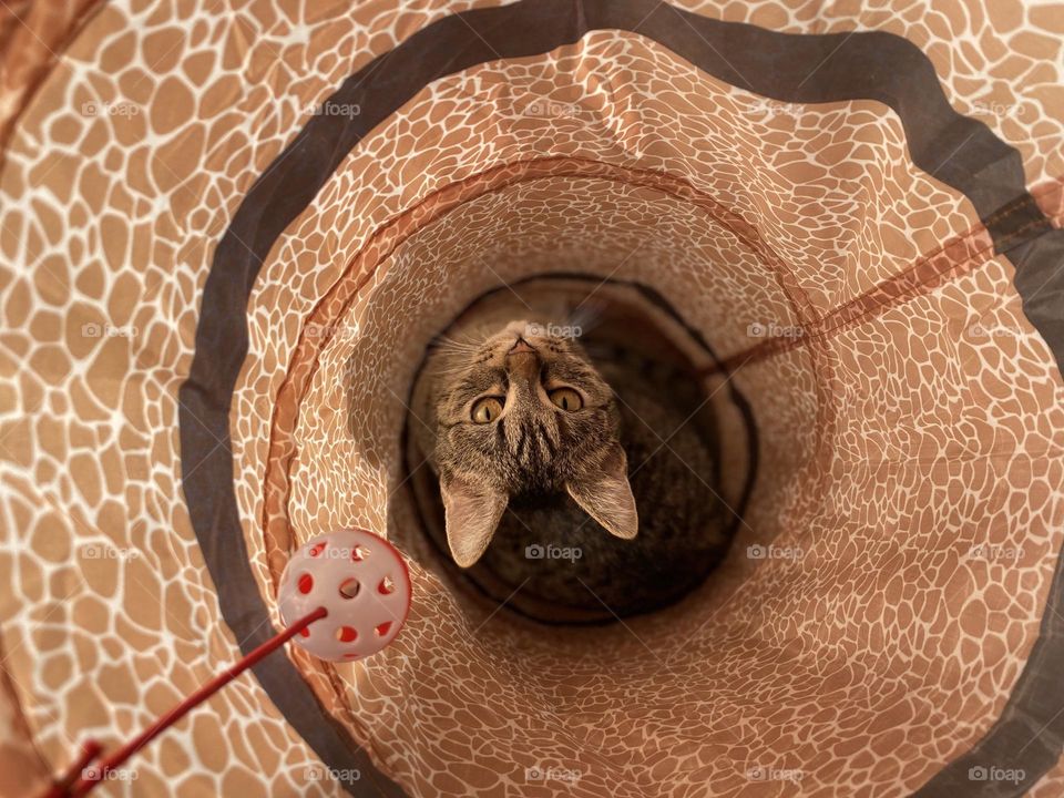 What is the most royal animal? Of course, cats. The mesmerizing shot of queen Nala 