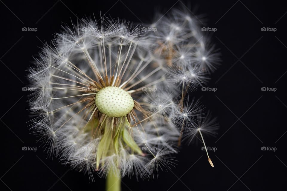 dried dandelions, macro of dandelion seeds