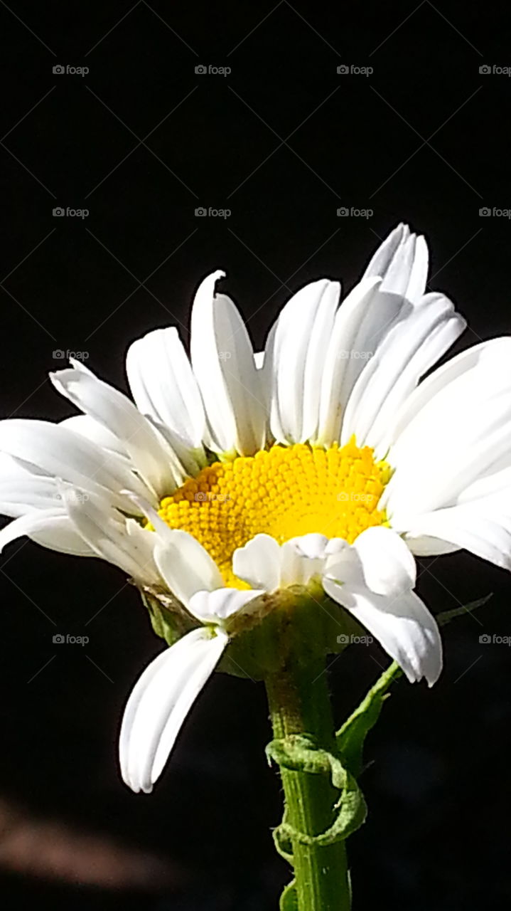 Beautiful Flower