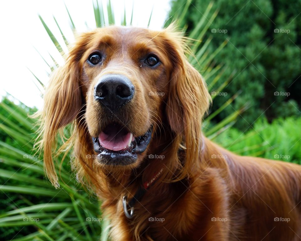 The best smile a sad looking dog can manage ... well done Quinn 🐶 😂