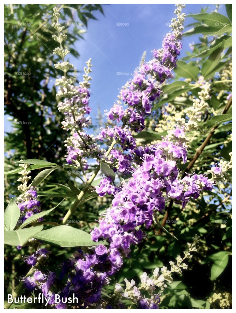 Purple Butterfly Bush 