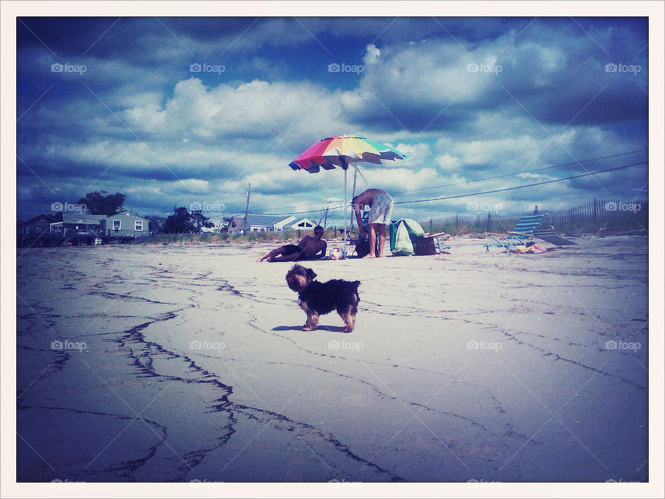 Yorkie standing on the beach.