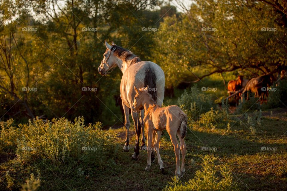 Herd of horses at sunset. Spanish PRE foals