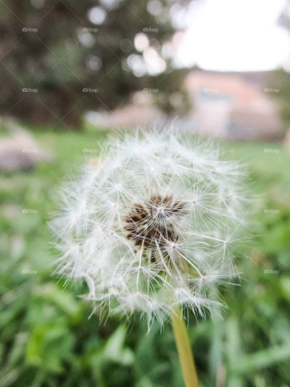 Dandelion 