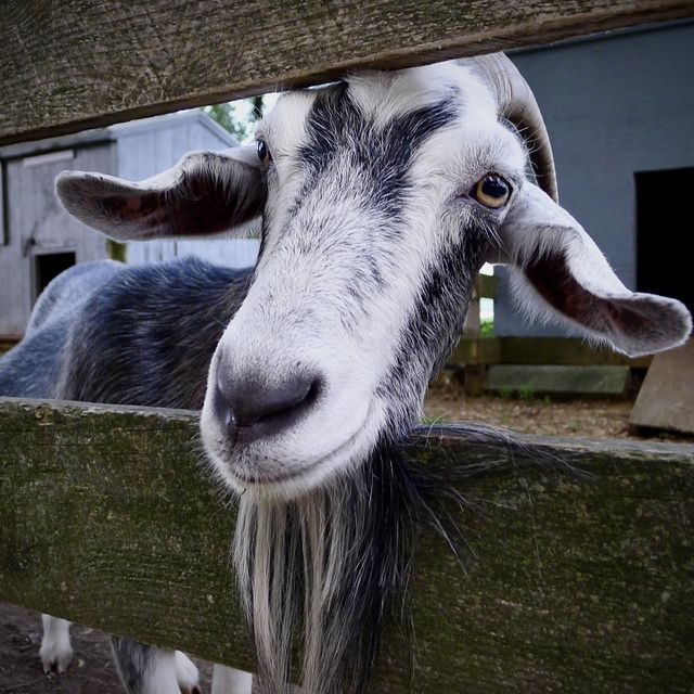 Goat