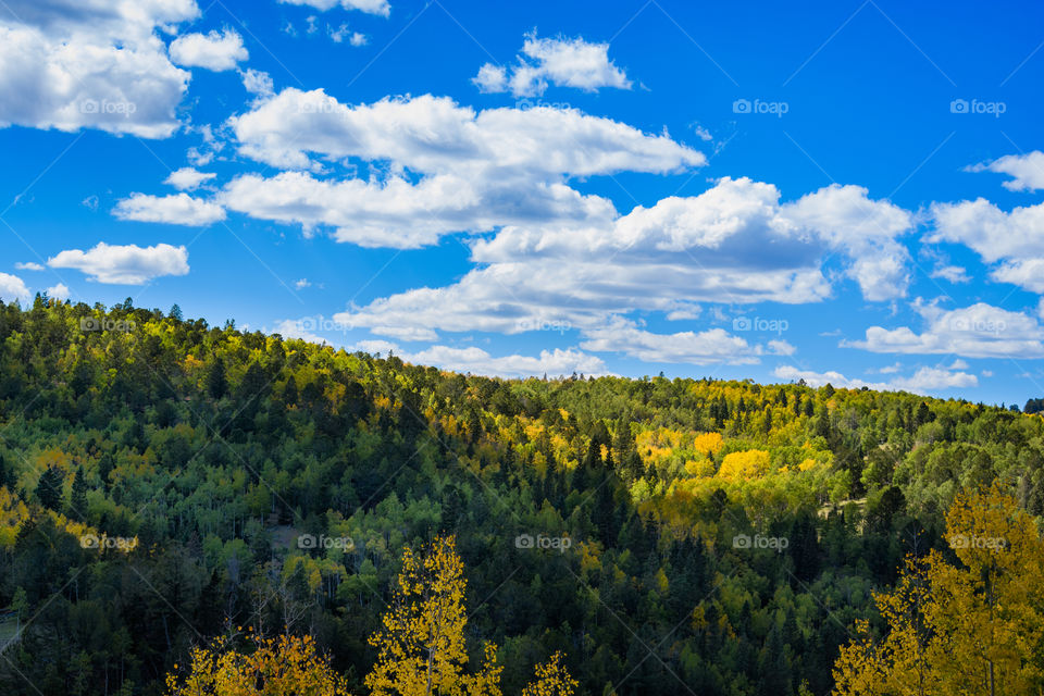 Sun and shadow play on a hillside, creating bright curves on the colorful fall foliage beneath the blue Colorado sky.