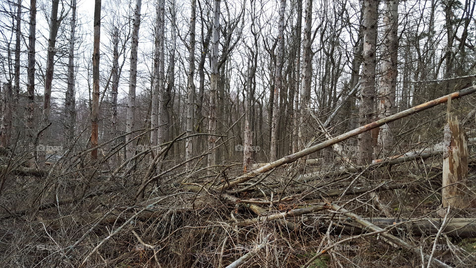 Dead forest fallen trees -  död skog fallna träd