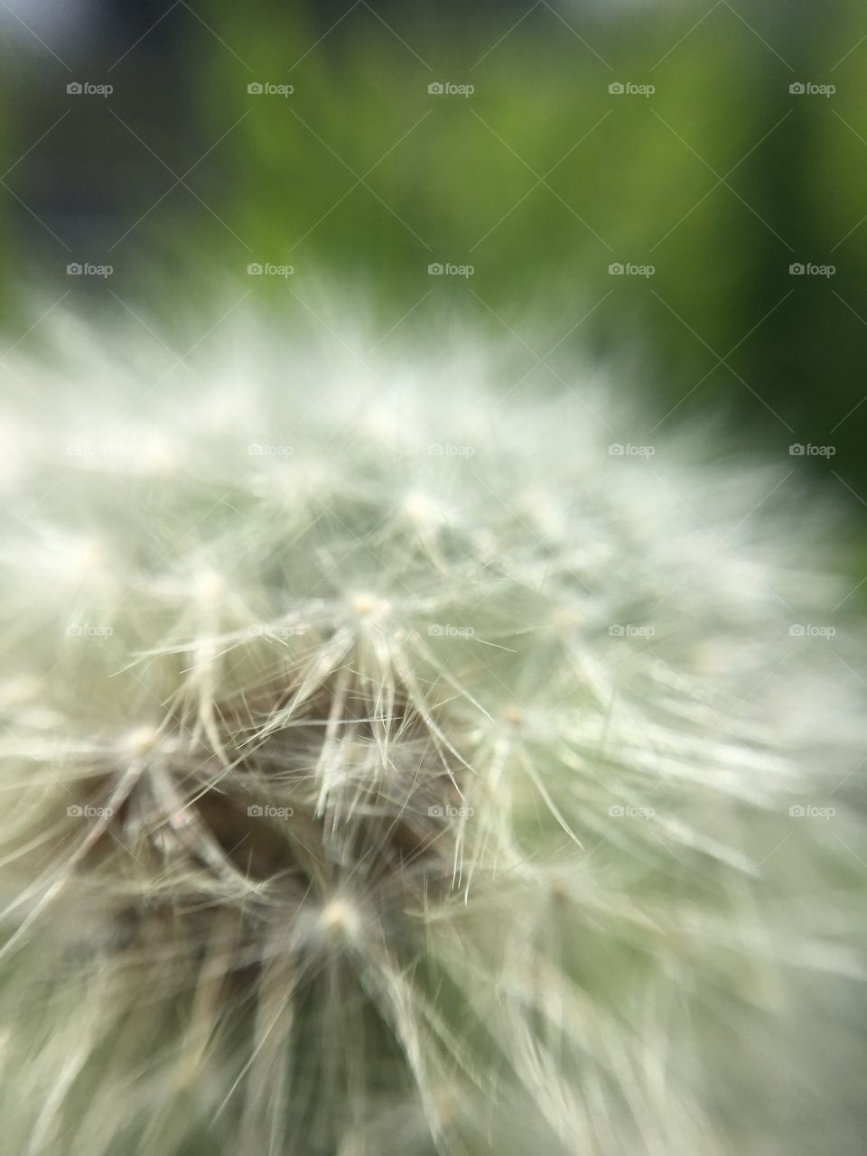 dandelion