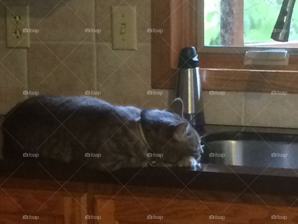 Leo contemplating life by the window and the sink. 