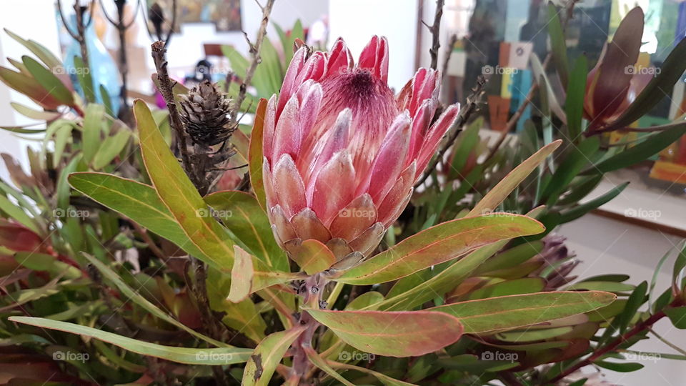 South Africa national flower. The protea. Stellenbosch.