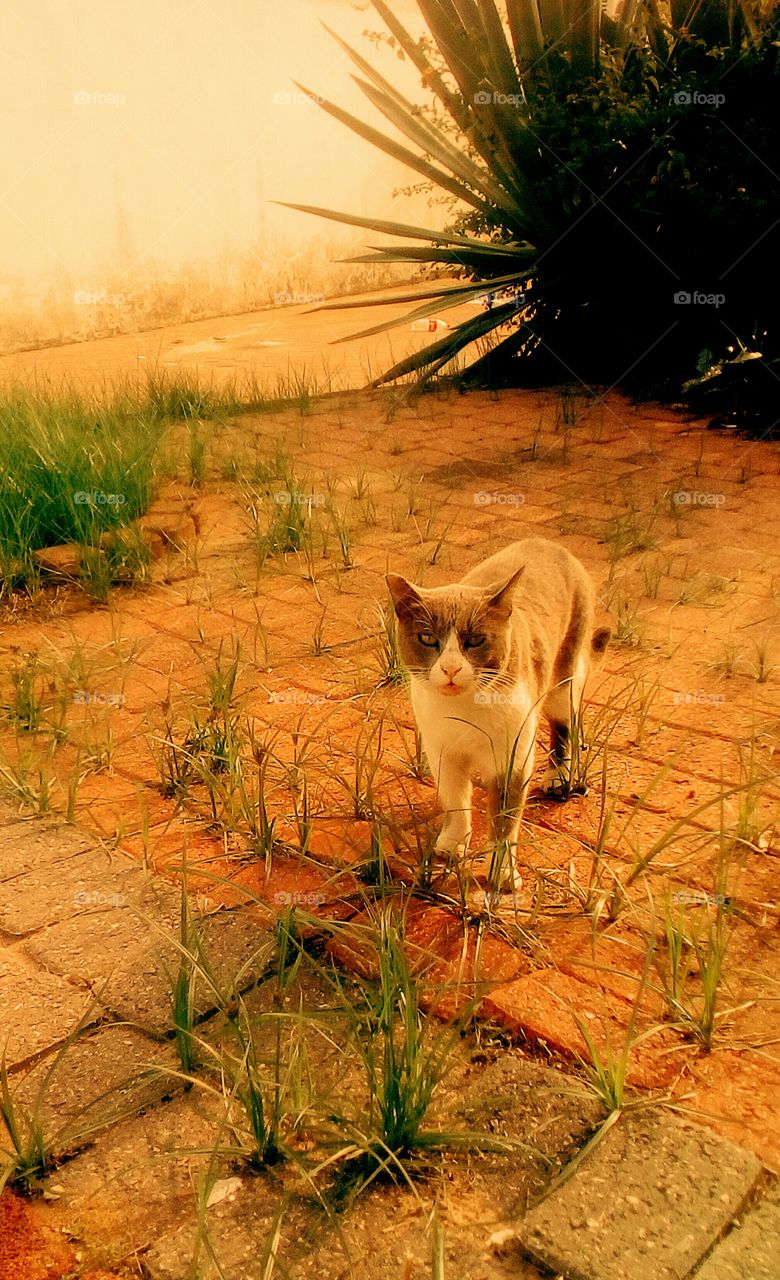 Beautiful cat in wild nature in sunny 
day