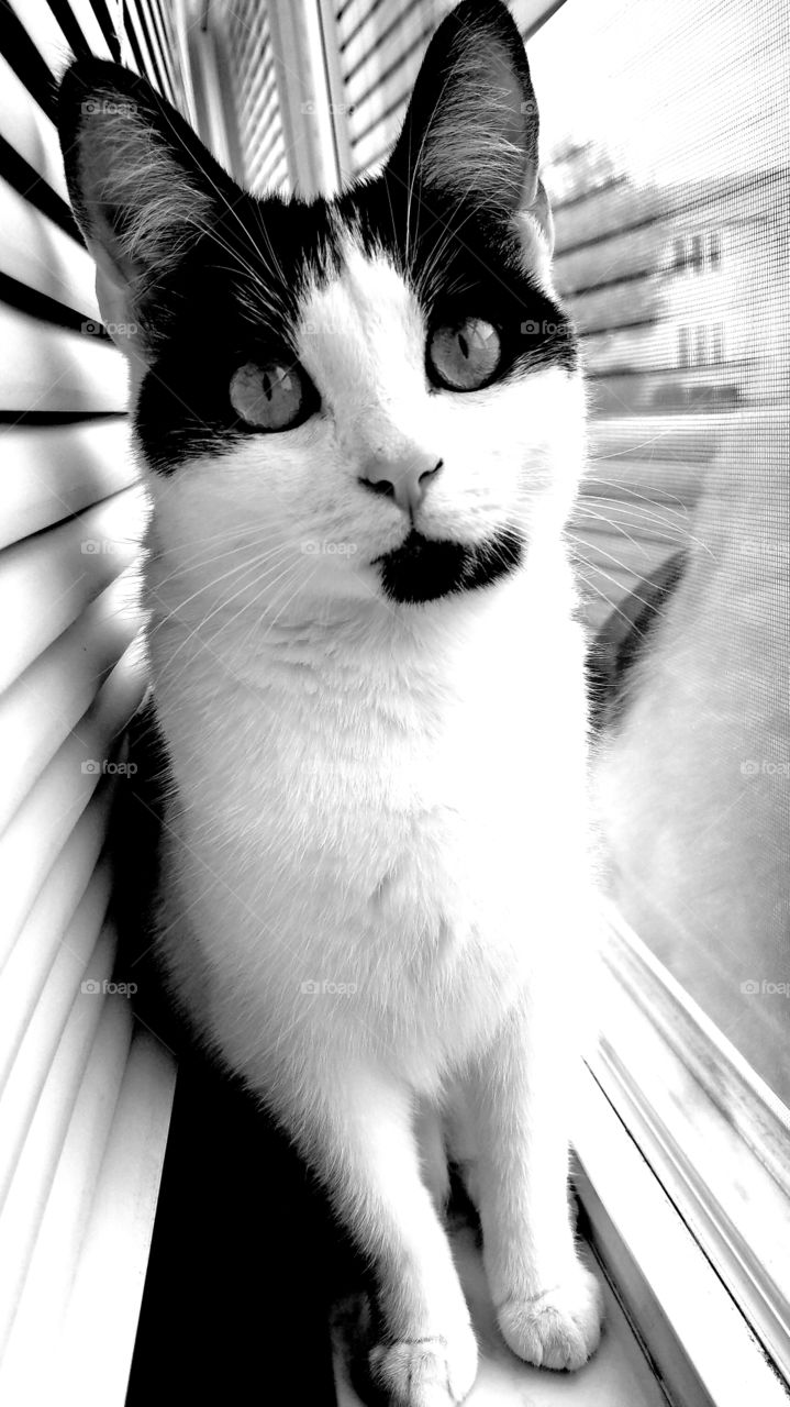 A domestic tuxedo cat posing on a window sill.