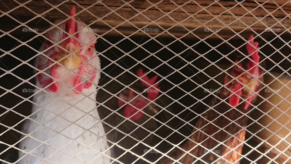 Chickens in cage