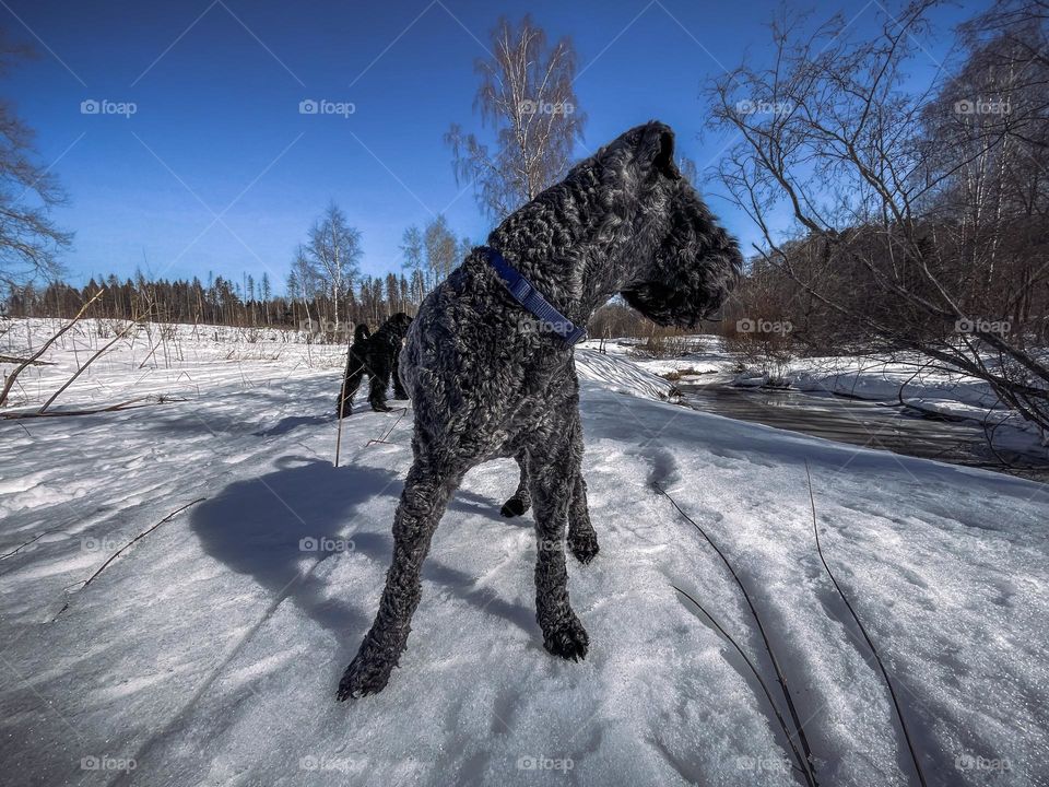 Silver terrier at winter day