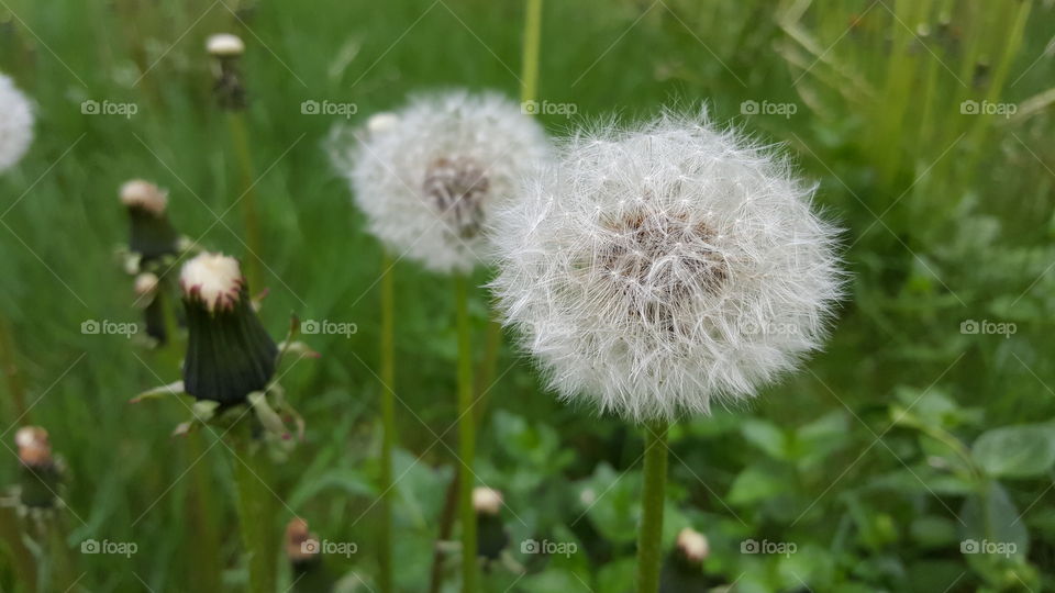 Dandelion Fuzz