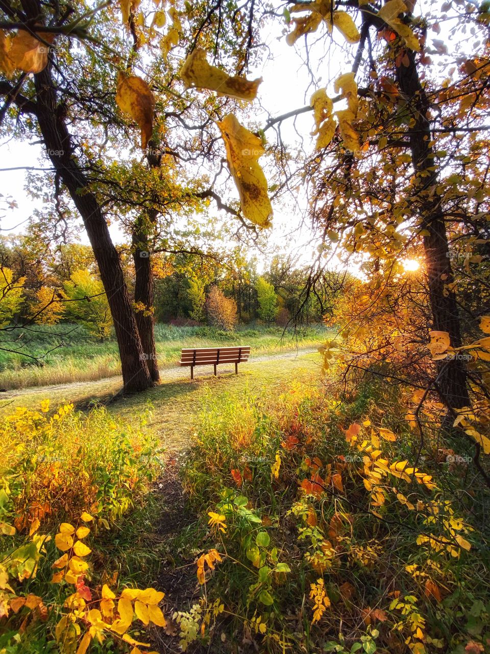 Golden hour in the park 