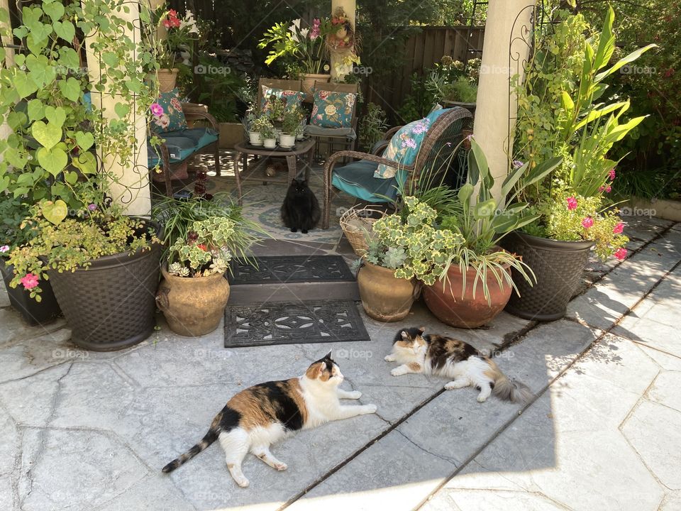 Cats having yard gathering 
