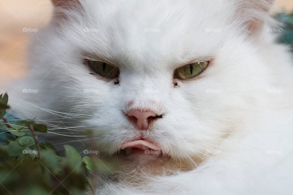 Macro Persian Cat