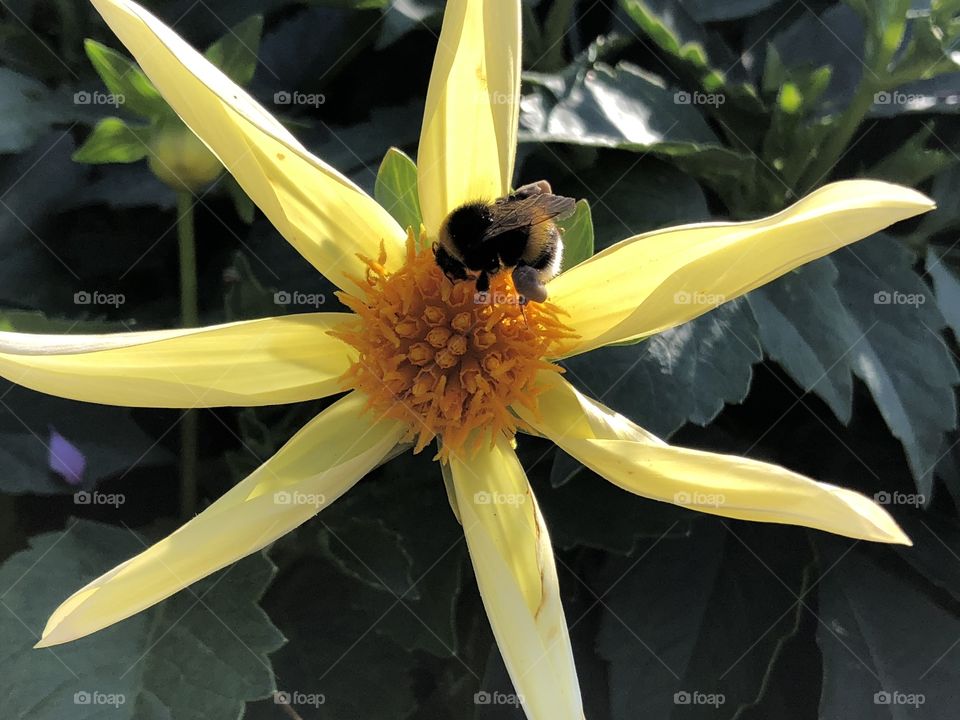 A bumblebee on a yellow flower 