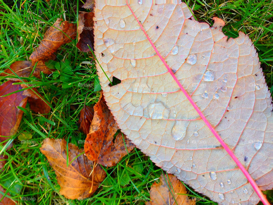 grass autumn leave bavaria by lexlebeur