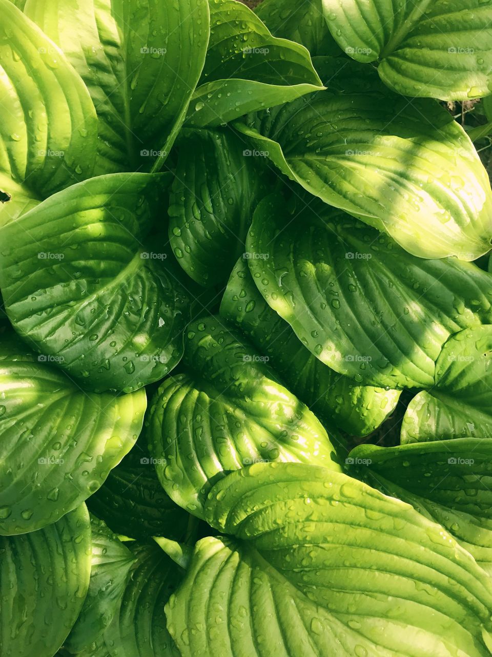 Green leaves background. Nature