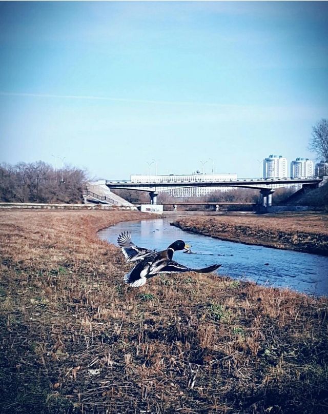 duck