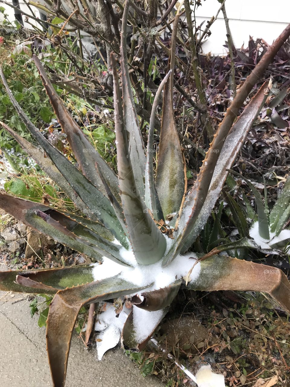 Snow on the Aloe
