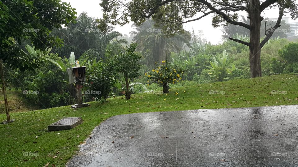 rain in rainforest