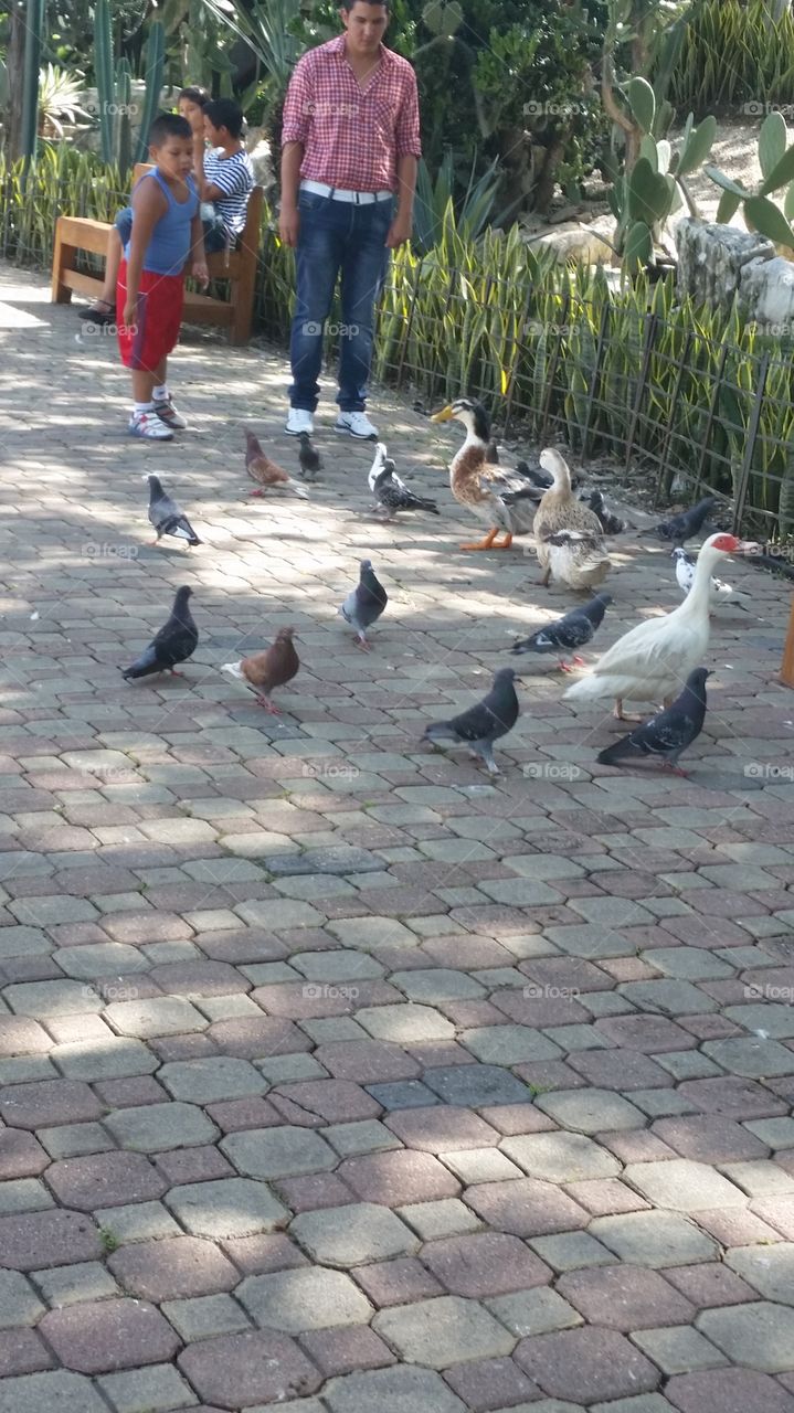 Bird, Pigeon, Outdoors, Street, City
