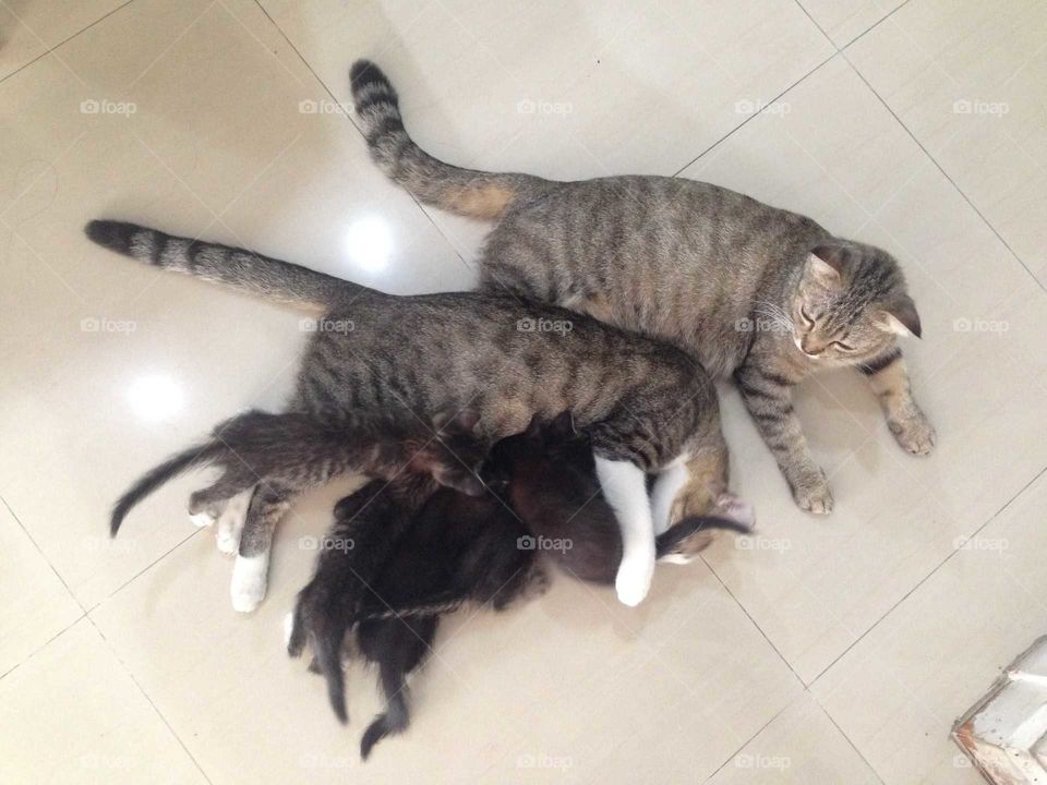 Lovely cat family